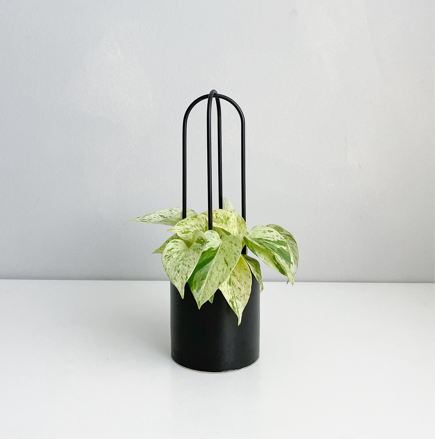 U - houseplant trellis