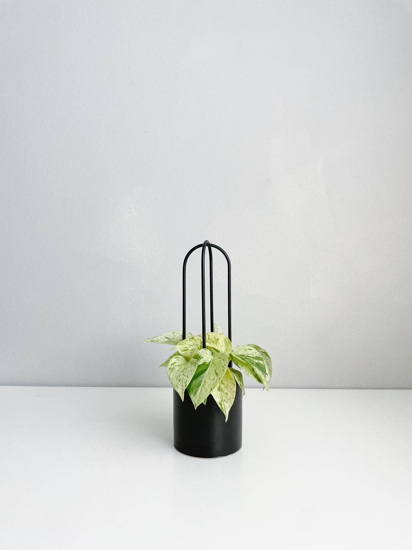 U - houseplant trellis