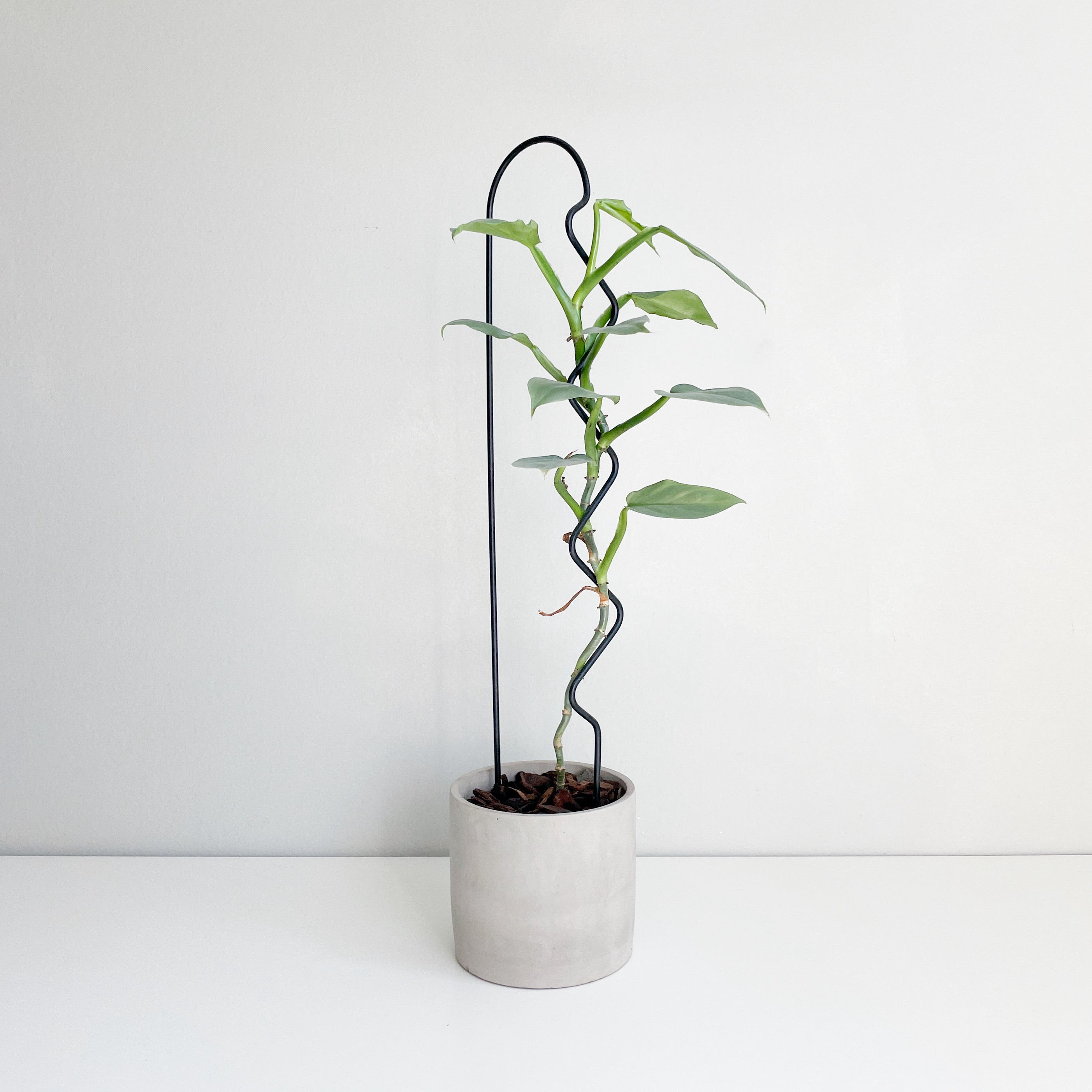 house plant trellis WIGGLE-U