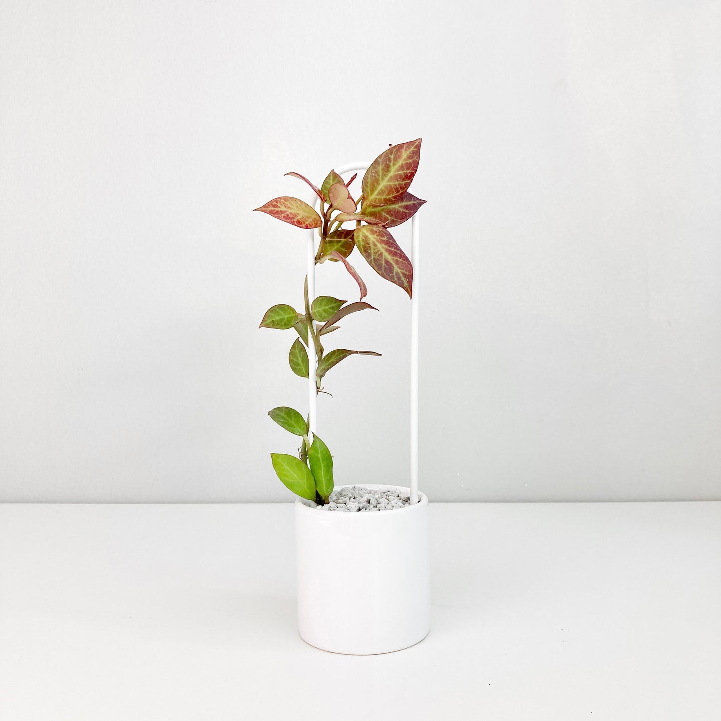 U - houseplant trellis