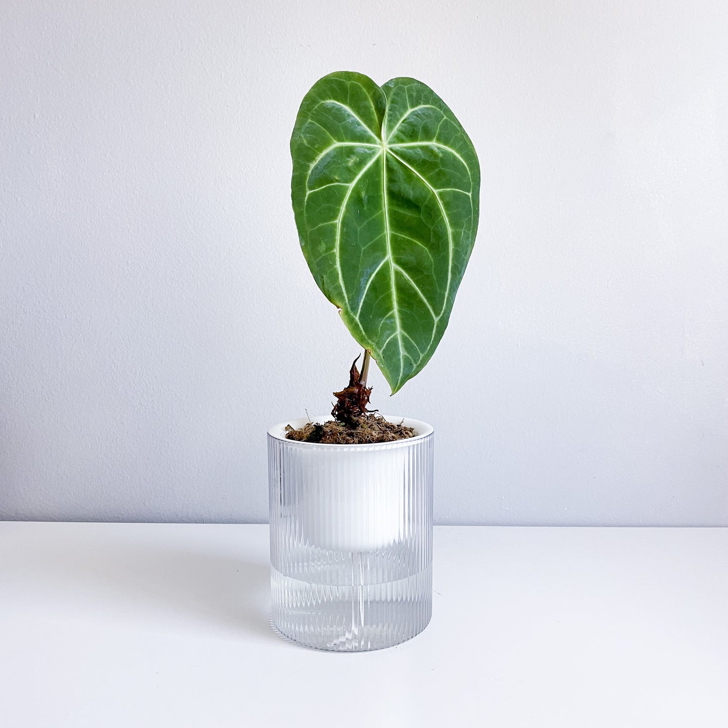 Stephen the Self-Watering Planter