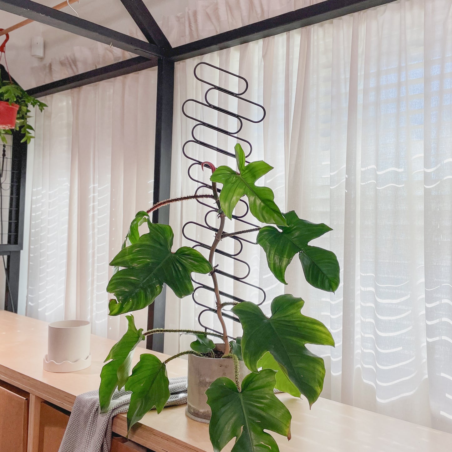 Floating Baguettes - houseplant trellis