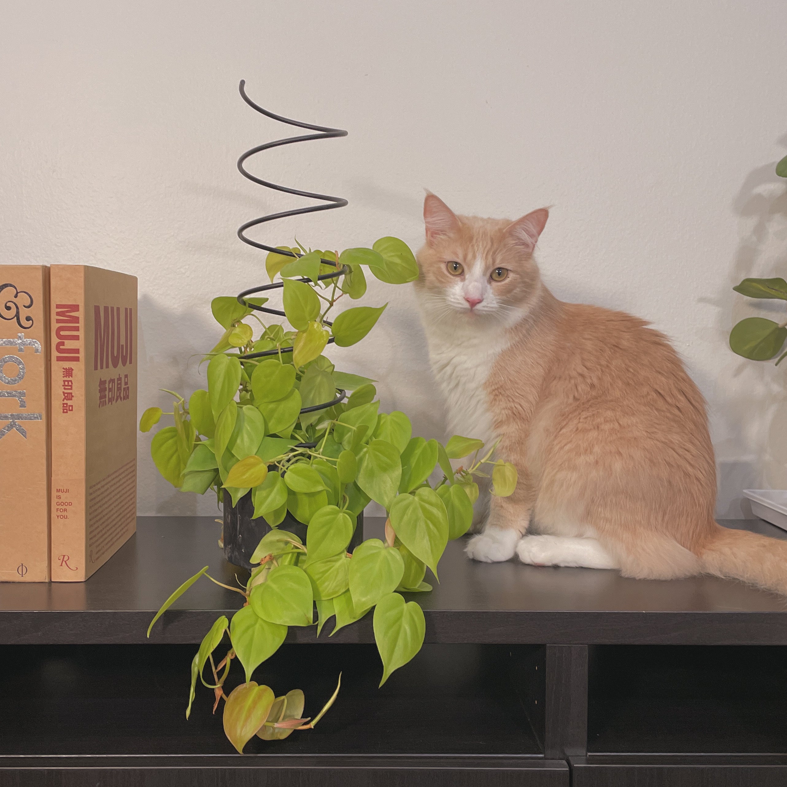 Spiral - houseplant trellis