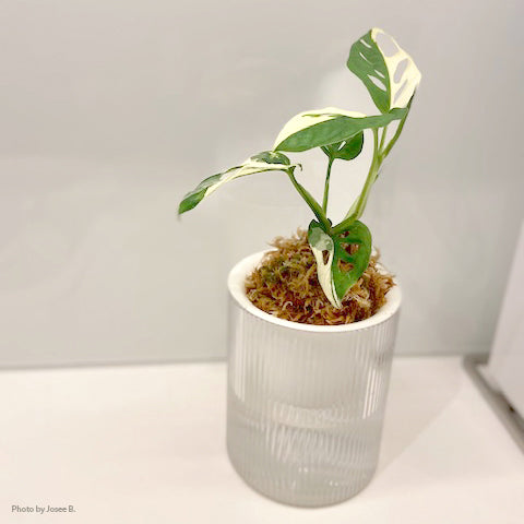 Stephen the Self-Watering Planter