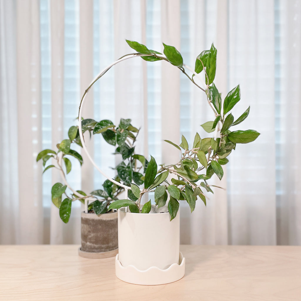 Circle - houseplant trellis