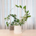 Circle - houseplant trellis