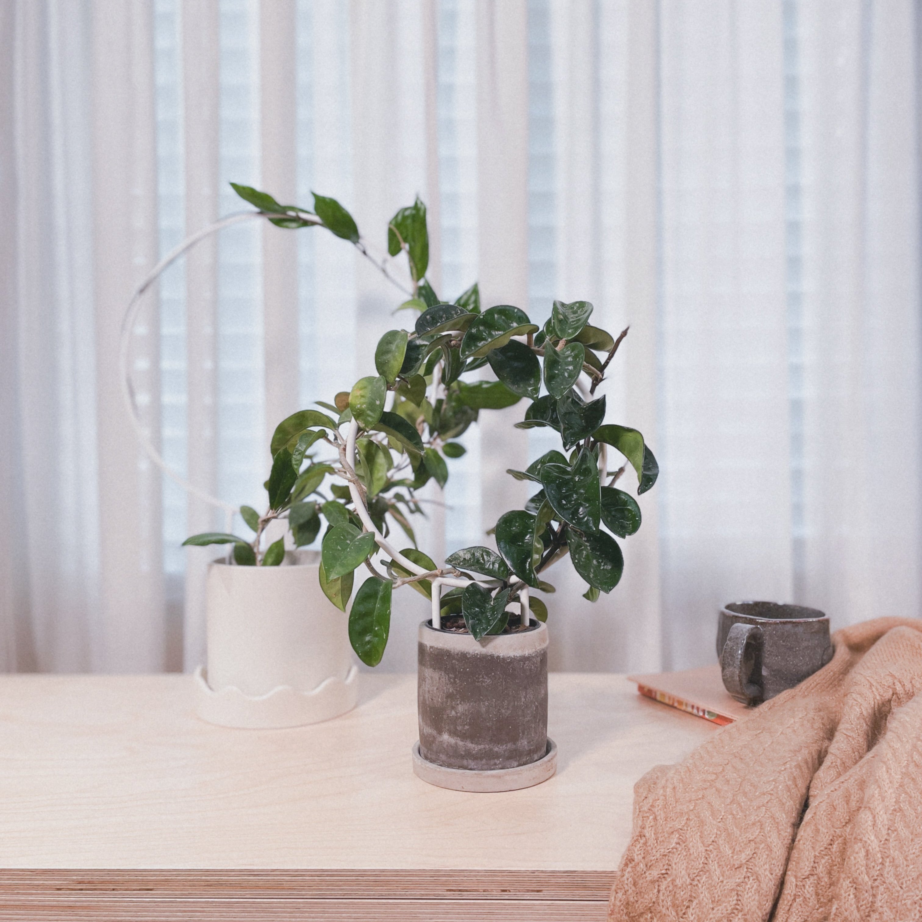 Circle - houseplant trellis