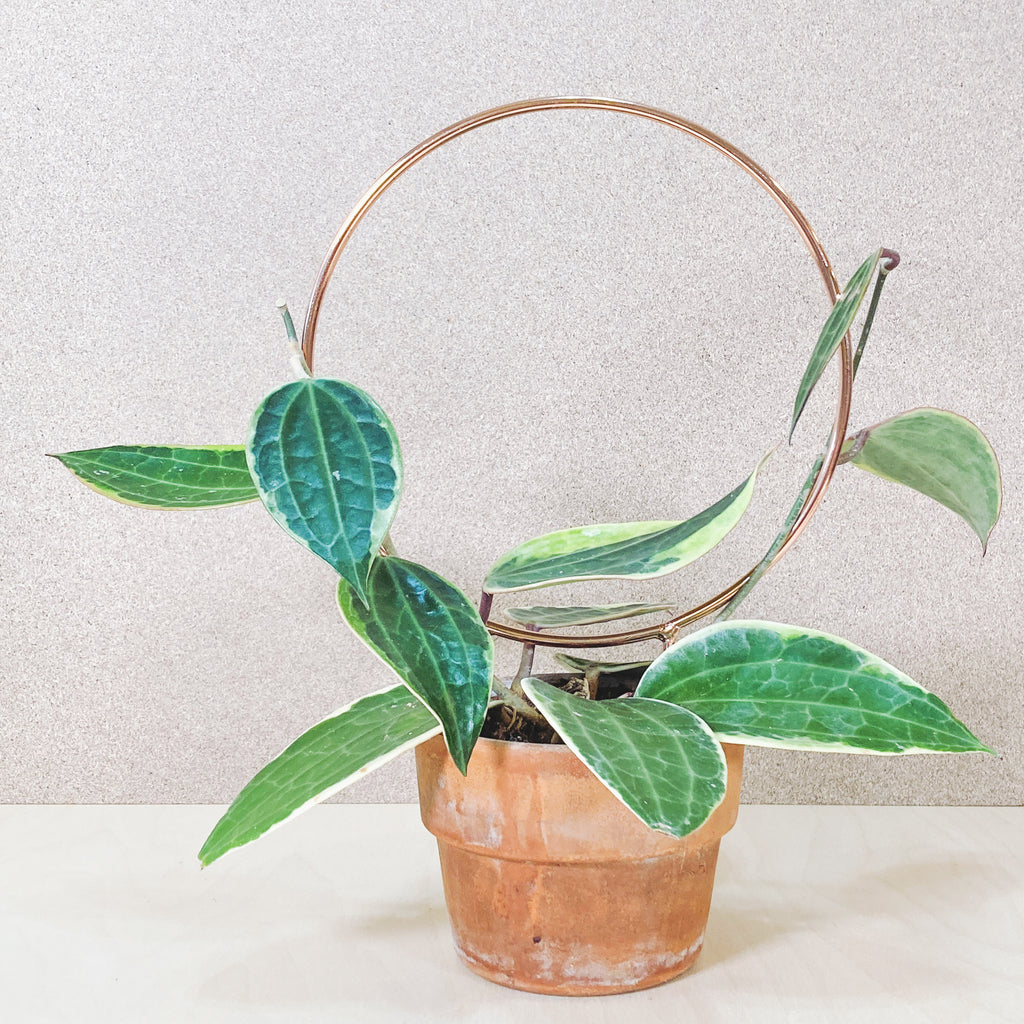 PistachioPrototypes - metal plated houseplant trellis