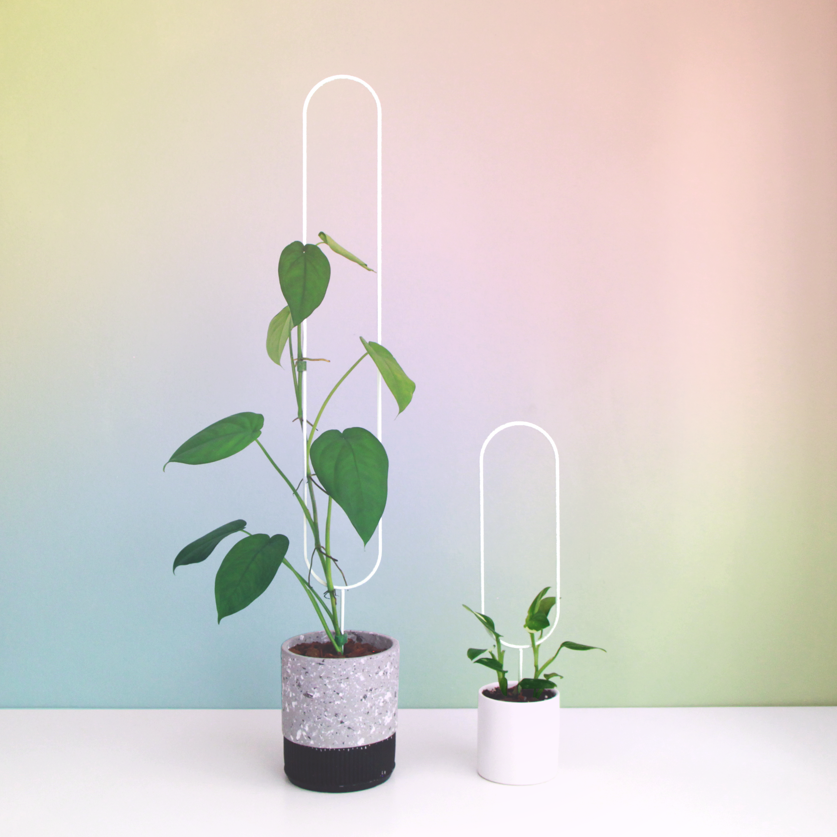 Corndog - houseplant trellis