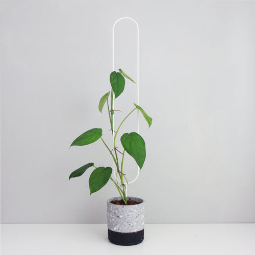 Corndog - houseplant trellis