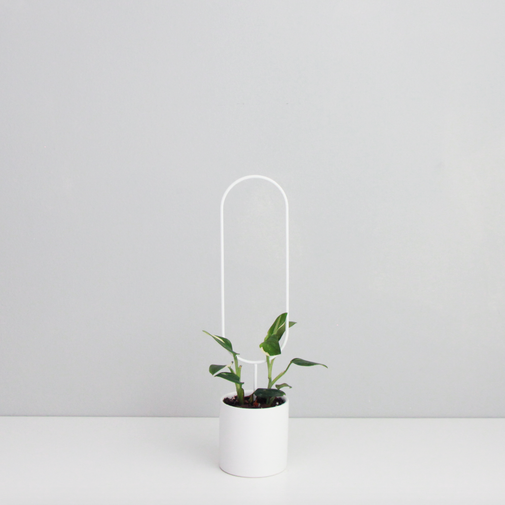 Corndog - houseplant trellis