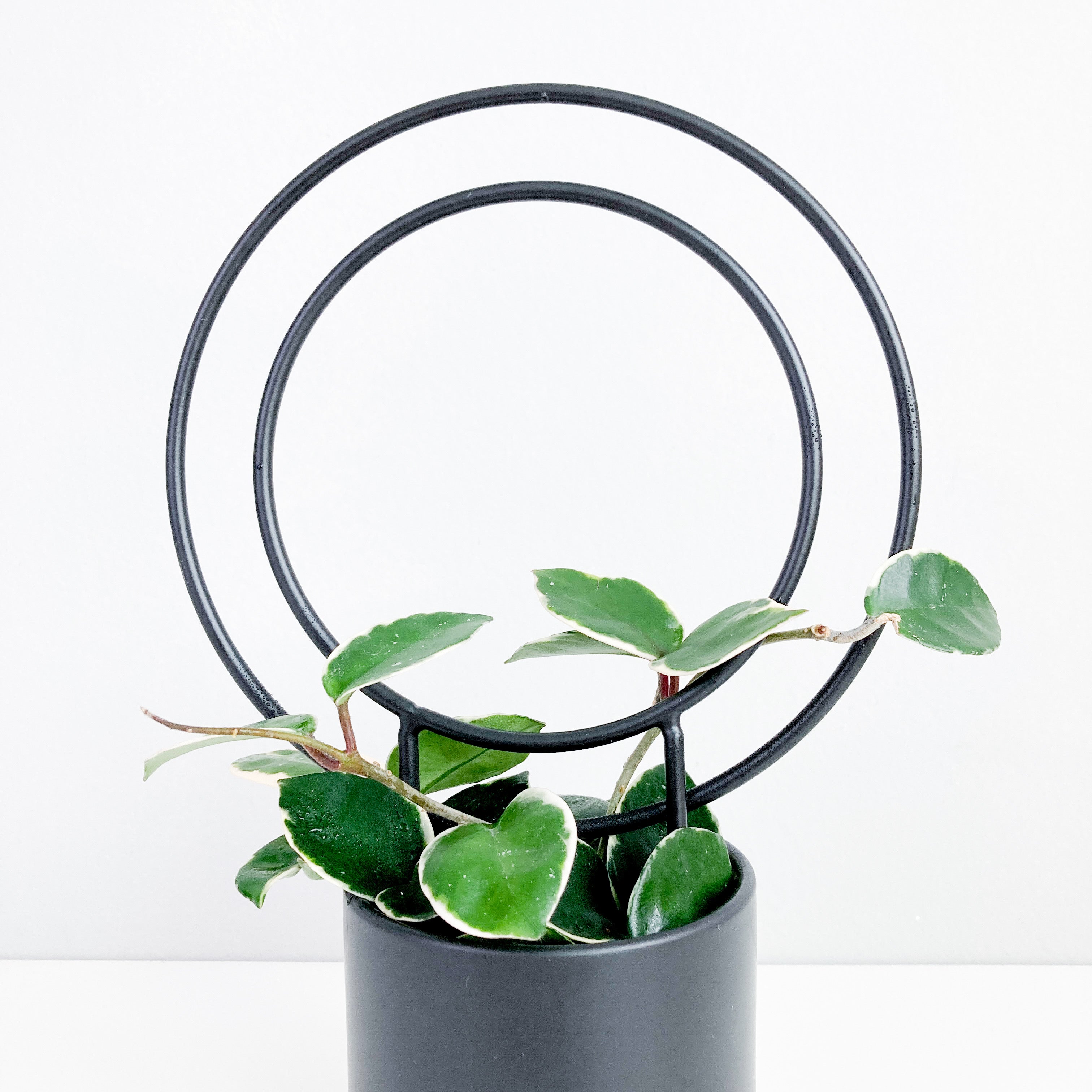 Double Circle - house plant trellis