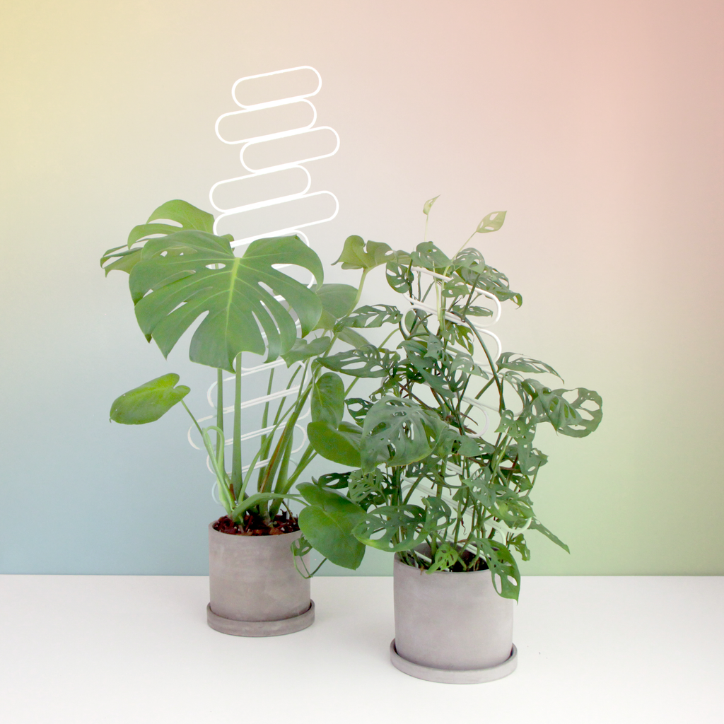 Floating Baguettes - houseplant trellis