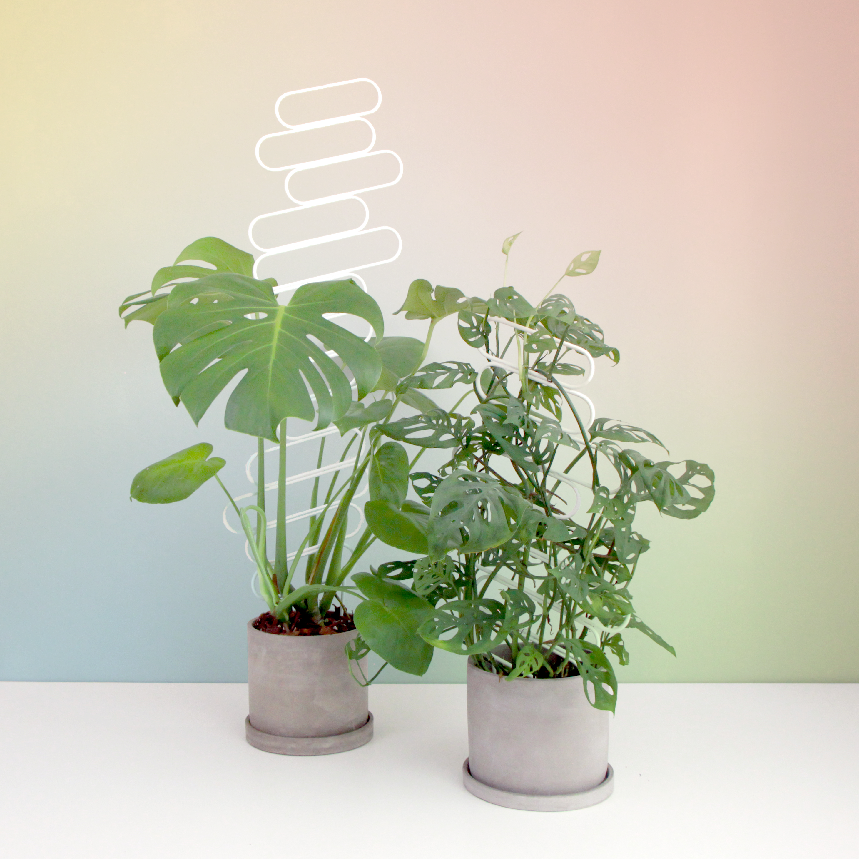 Floating Baguettes - houseplant trellis