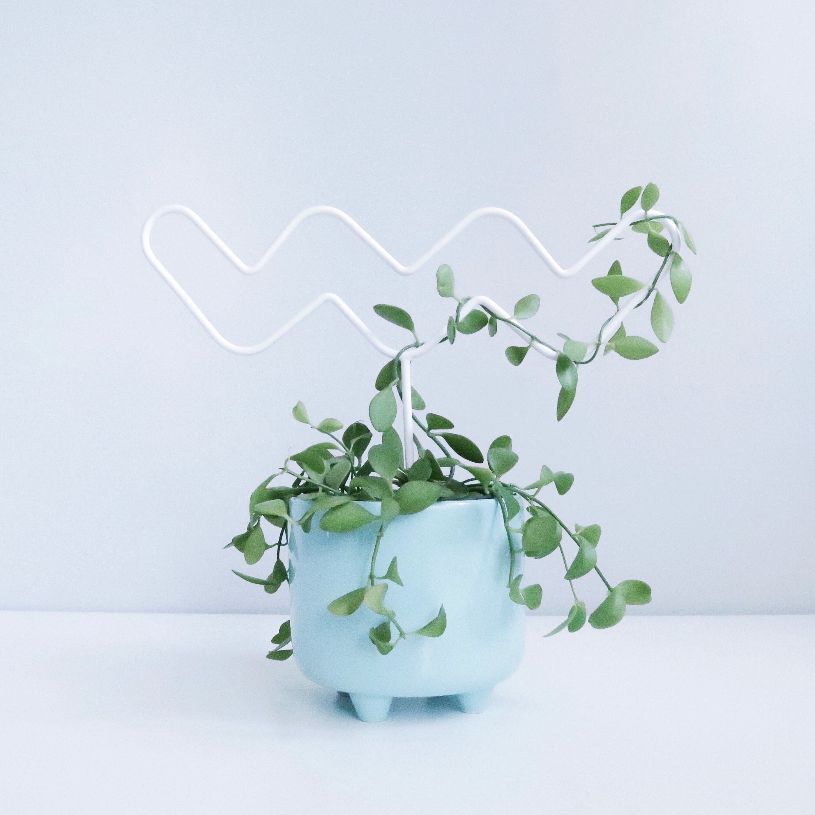 Wiggle - houseplant trellis