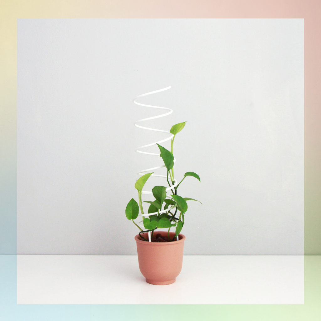 Spiral - houseplant trellis