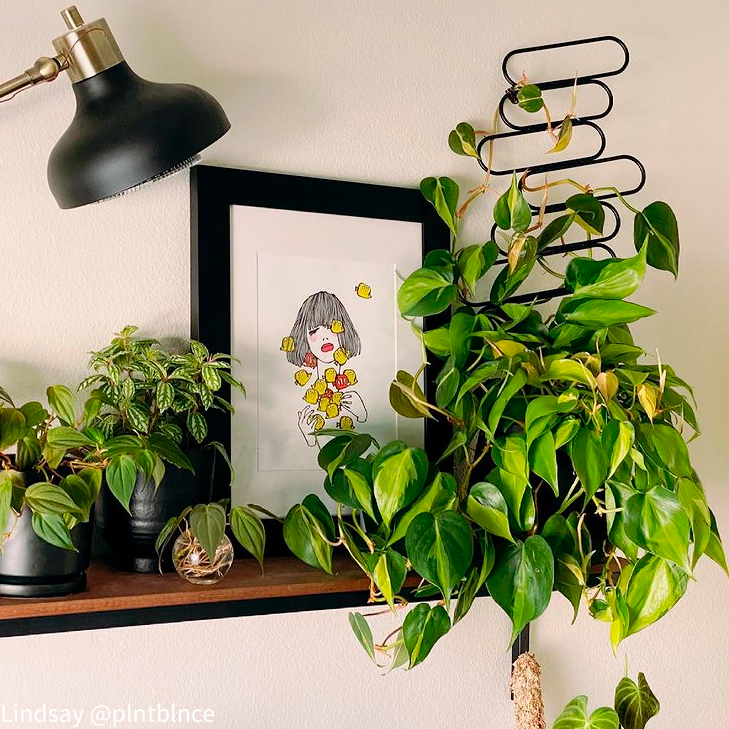 Floating Baguettes - houseplant trellis