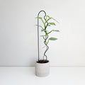 WIGGLE-U - house plant trellis