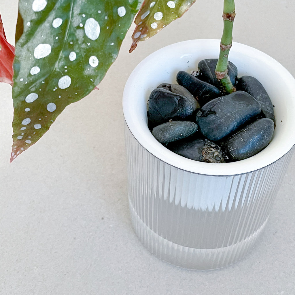 Stephen the Self-Watering Planter