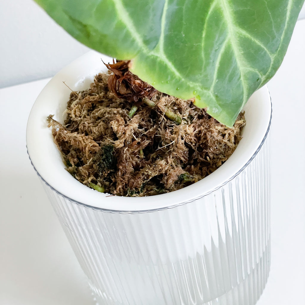 Stephen the Self-Watering Planter