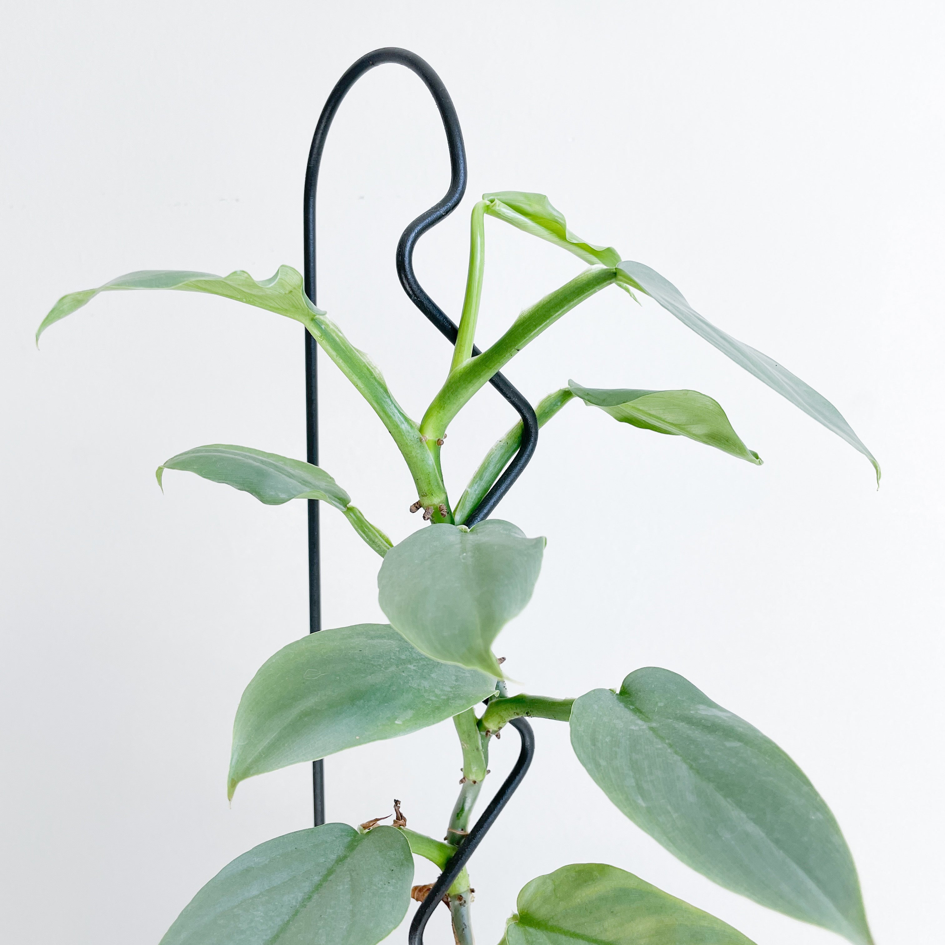 WIGGLE-U - house plant trellis