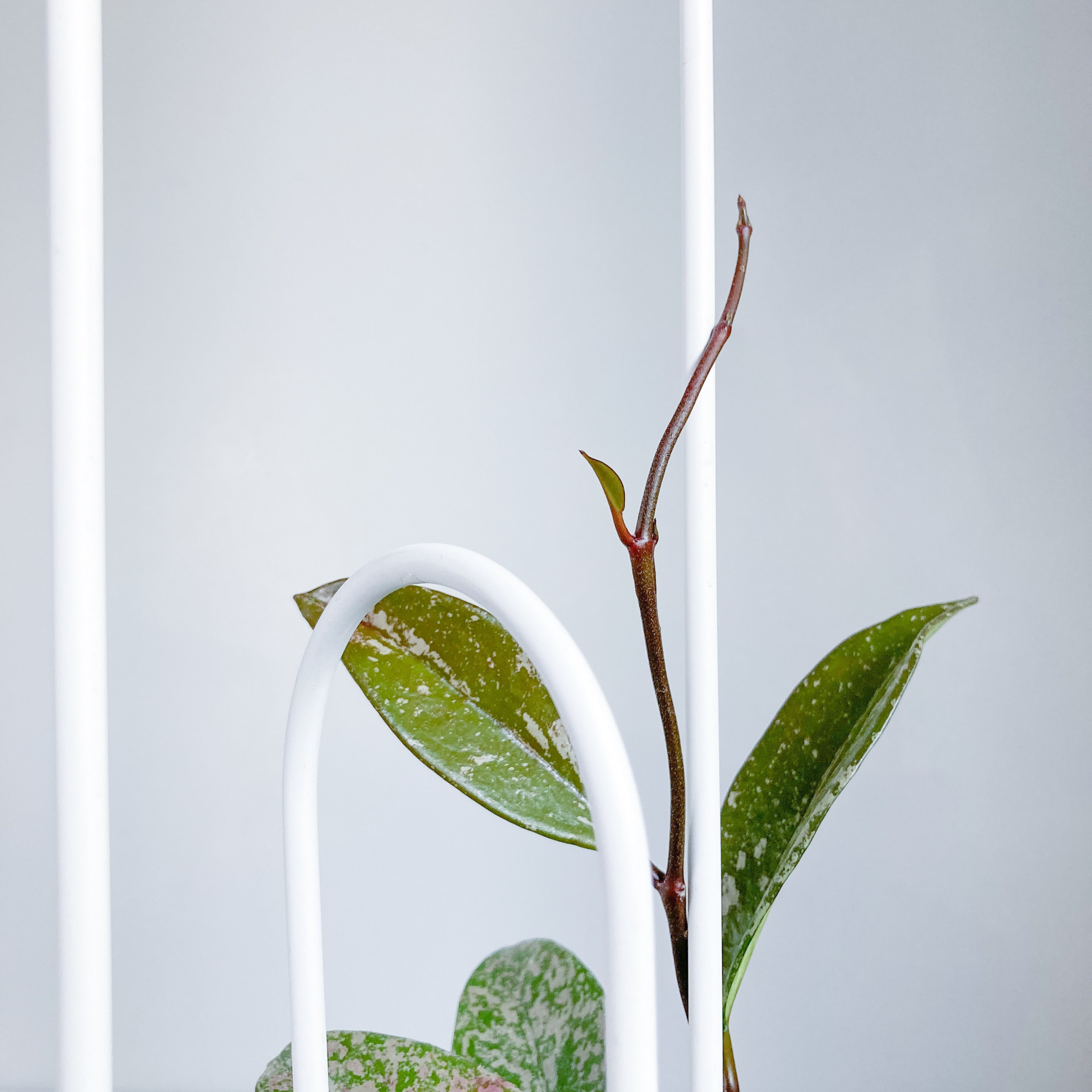 U - houseplant trellis