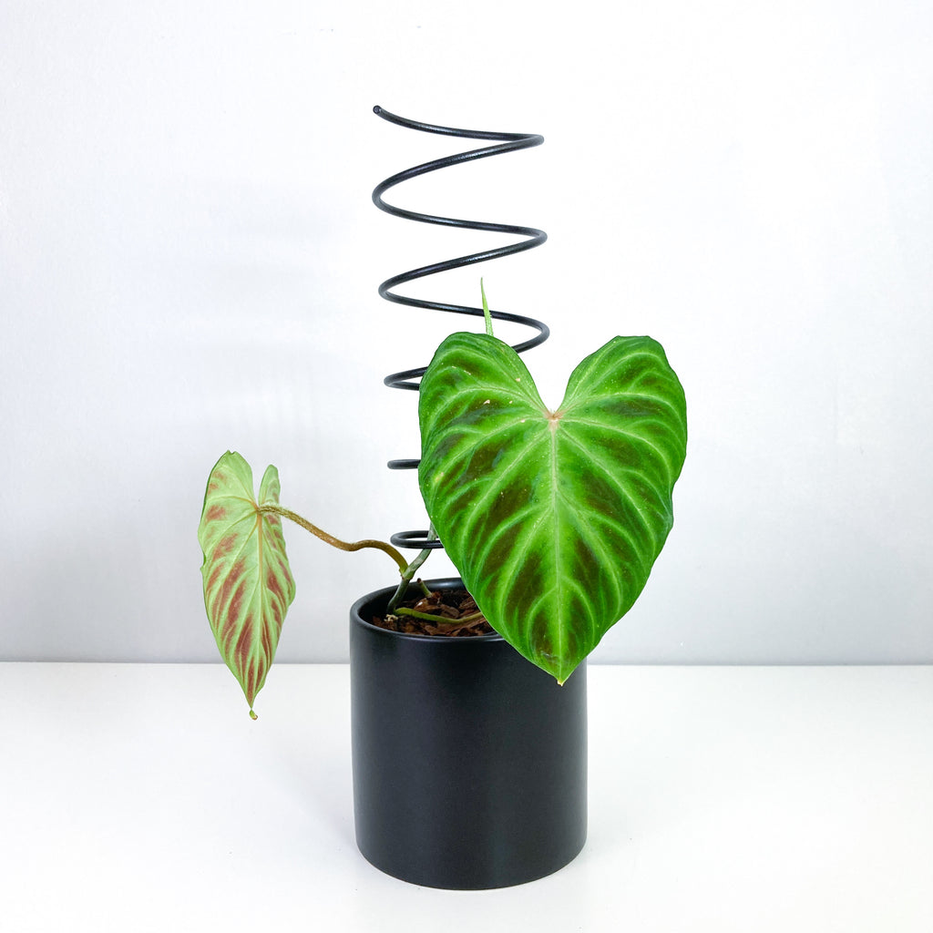 Spiral - houseplant trellis