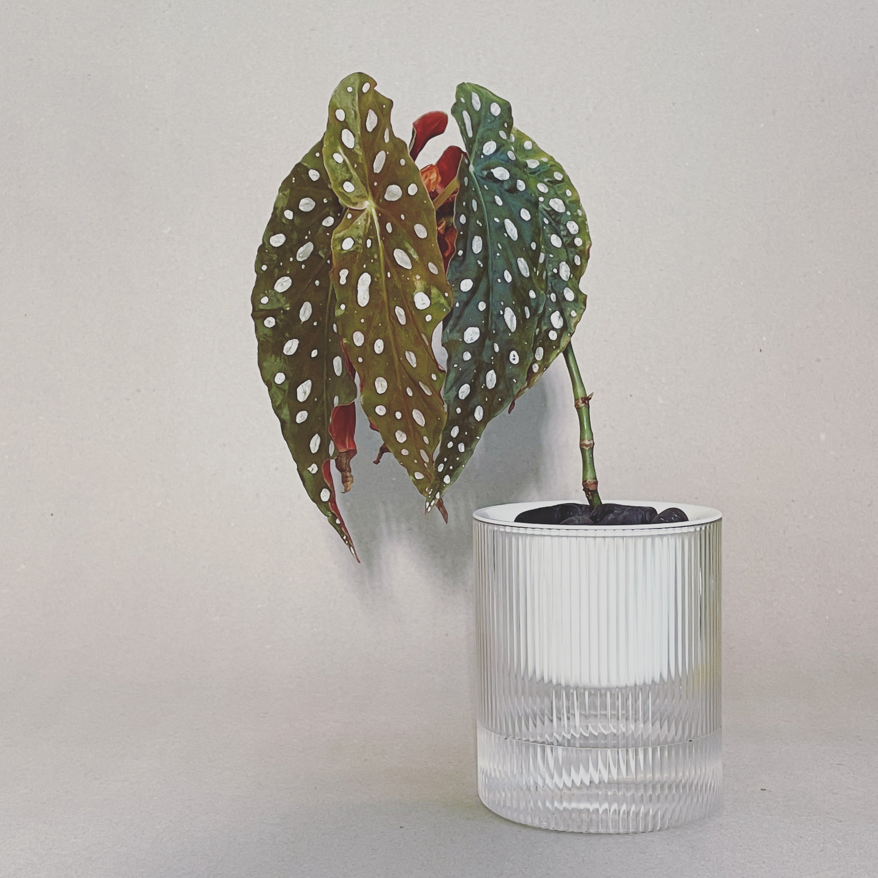 Stephen the Self-Watering Planter