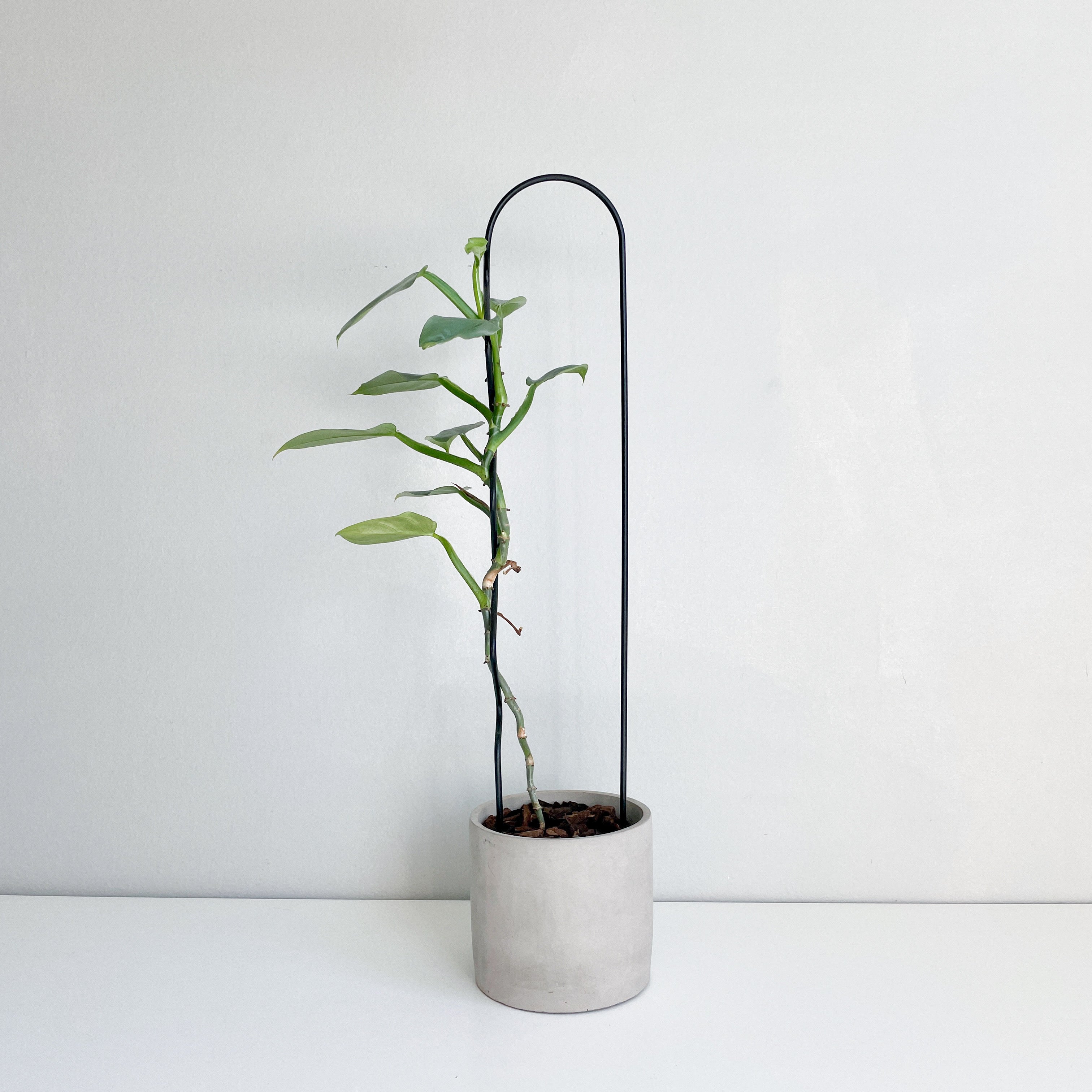 WIGGLE-U - house plant trellis