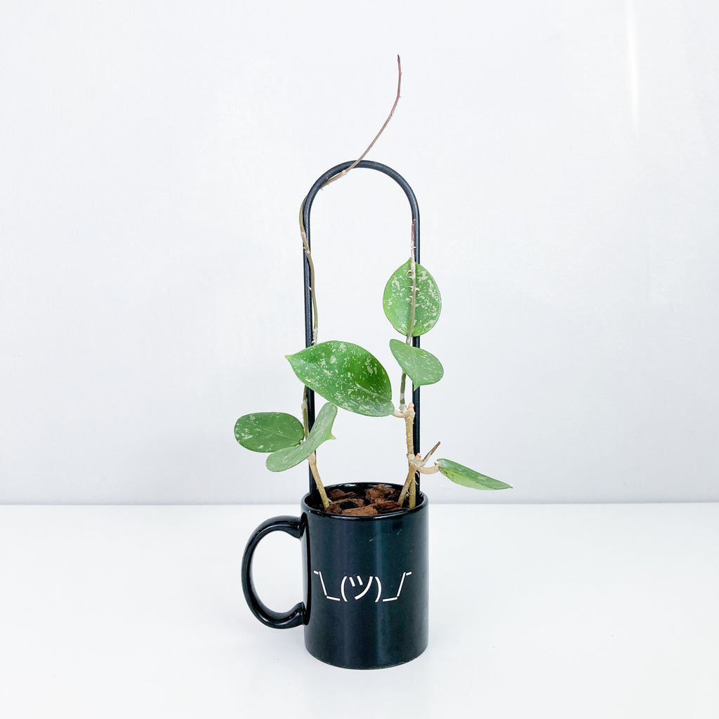 U - houseplant trellis