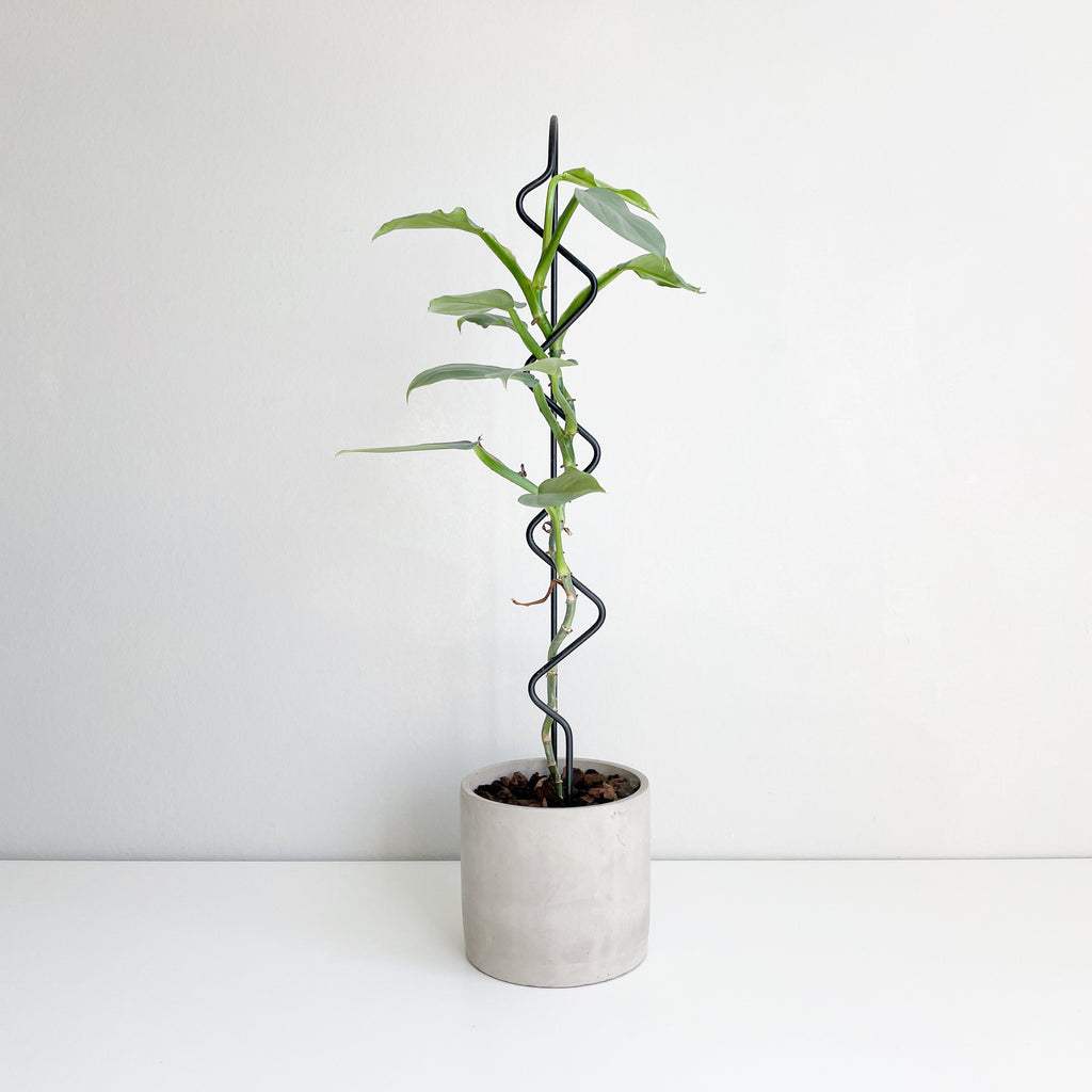 WIGGLE-U - house plant trellis