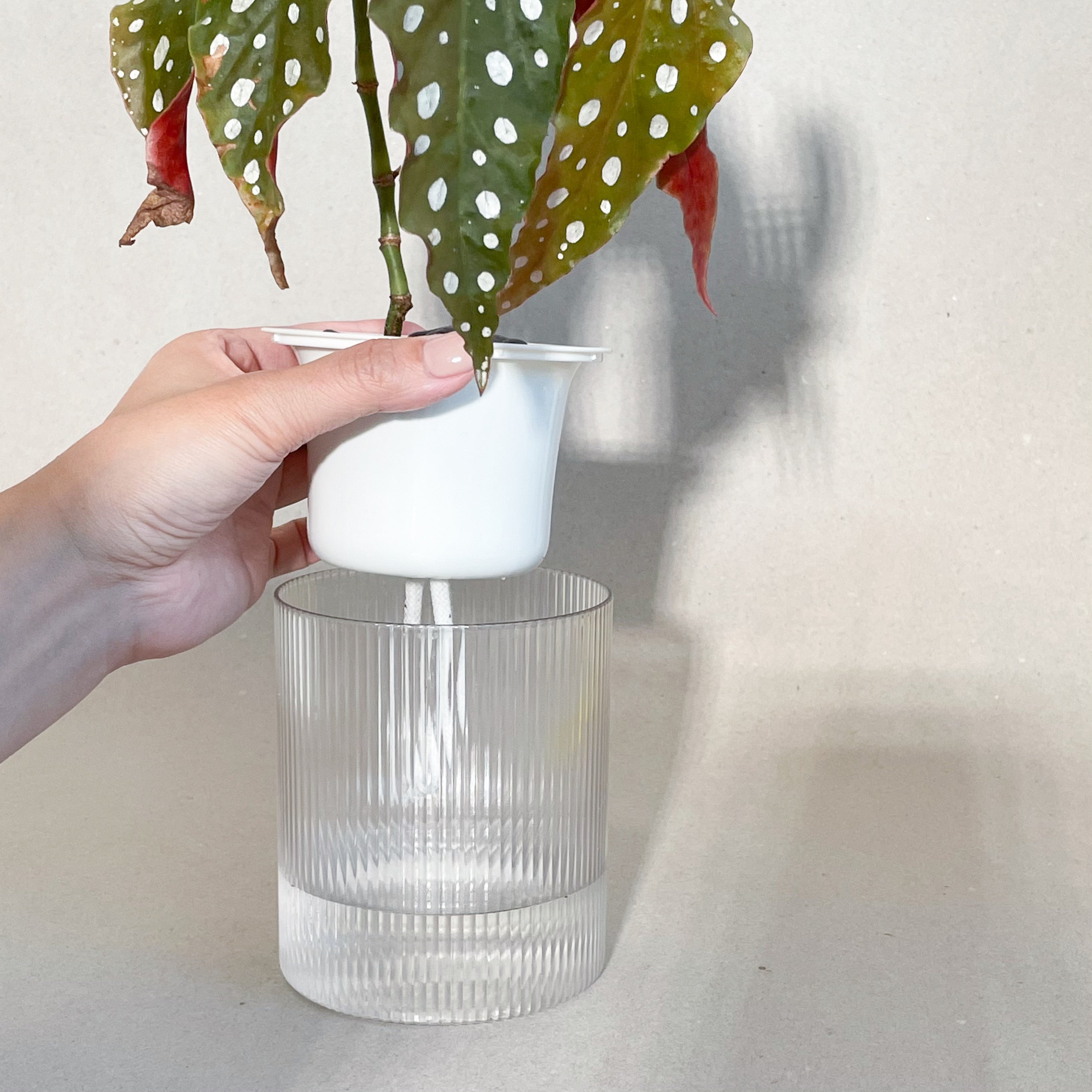 Stephen the Self-Watering Planter