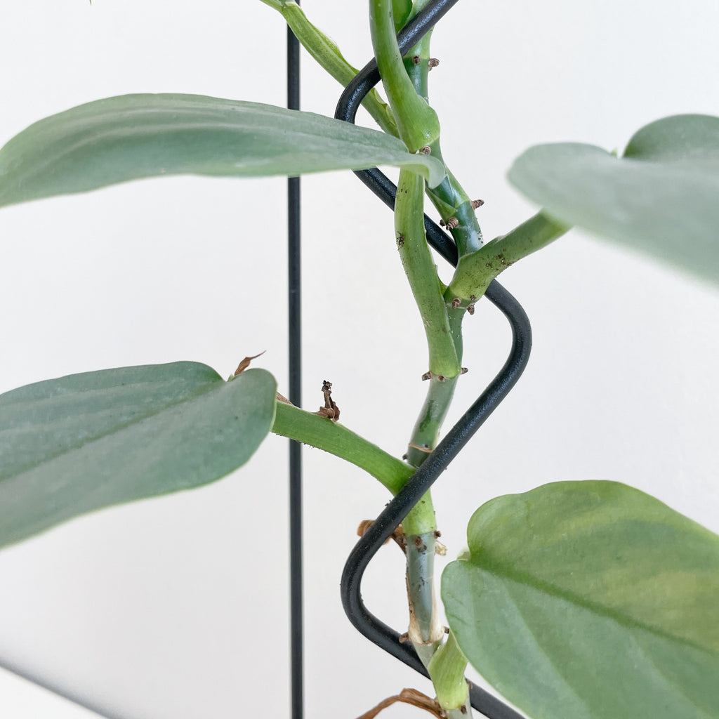 WIGGLE-U - house plant trellis