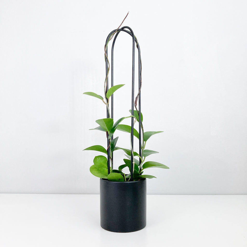 U - houseplant trellis