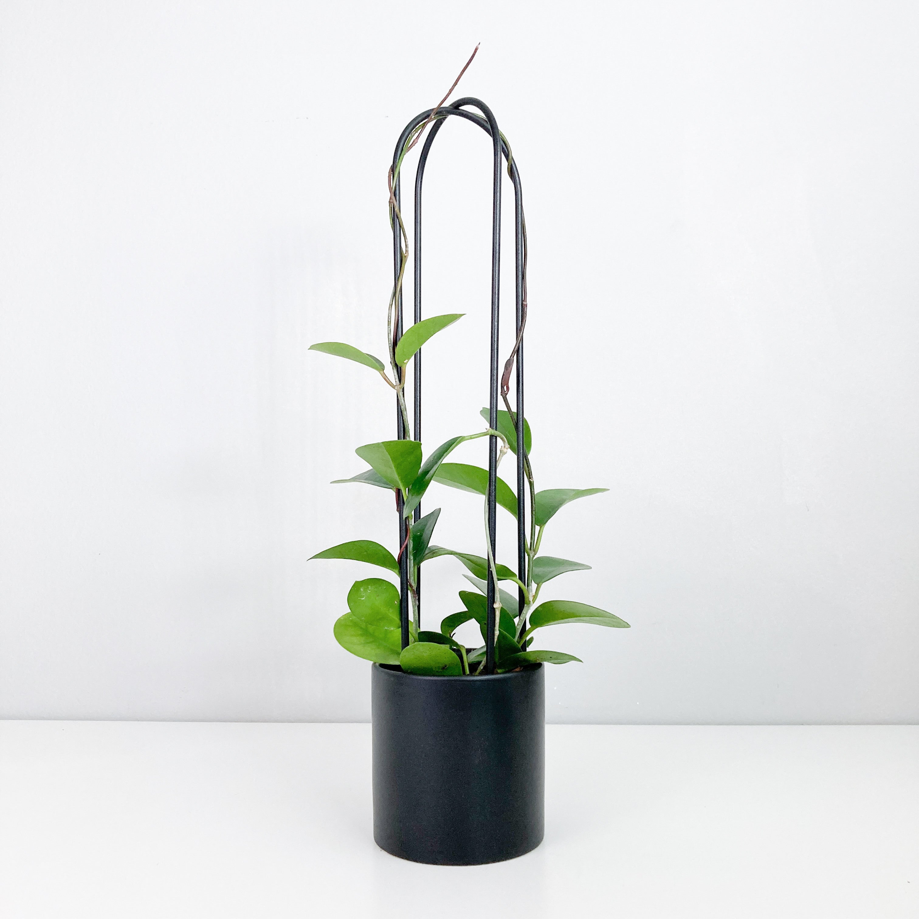 U - houseplant trellis