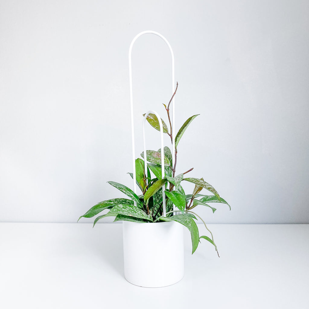 U - houseplant trellis