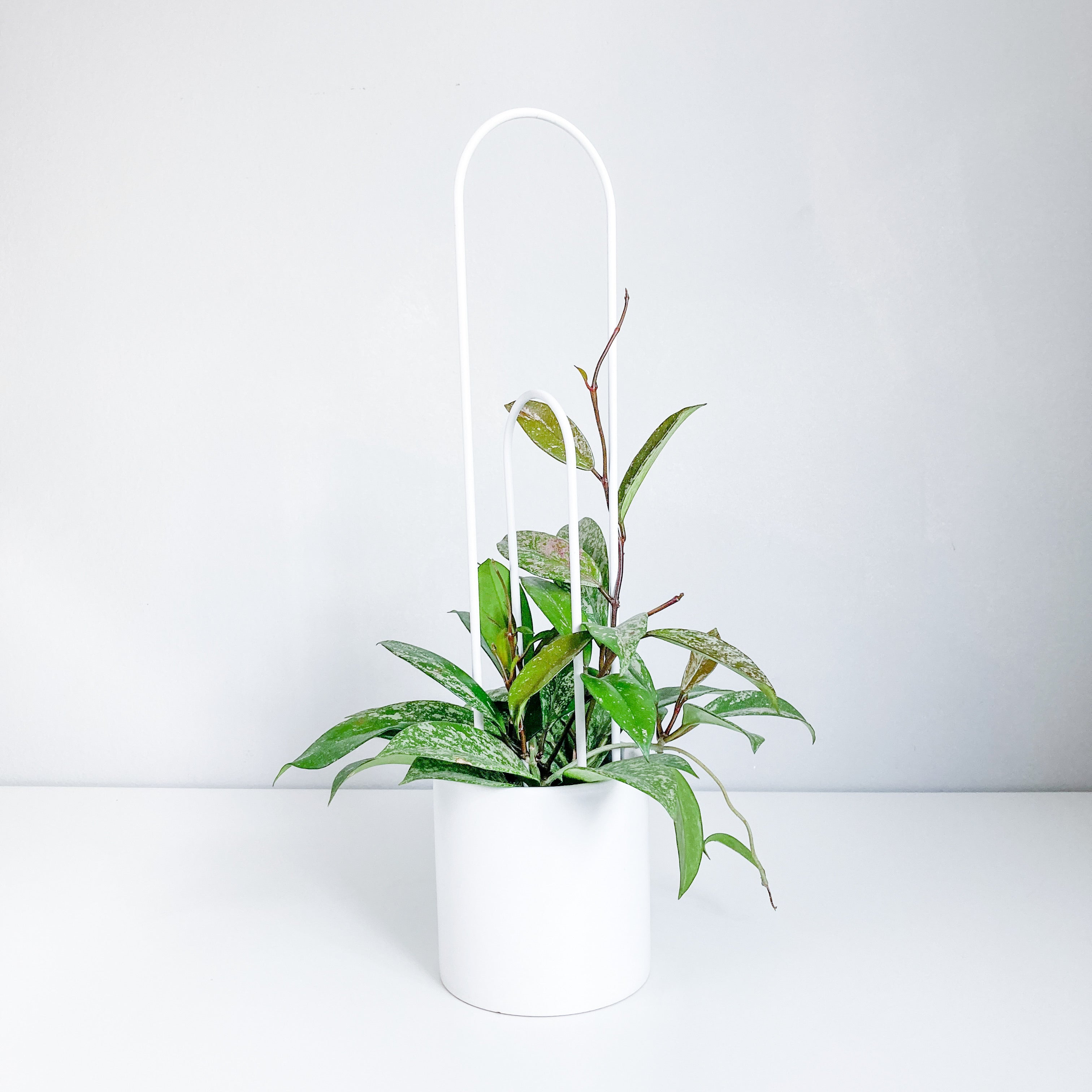 U - houseplant trellis