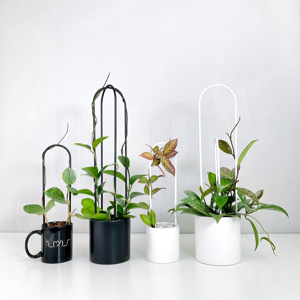 U - houseplant trellis