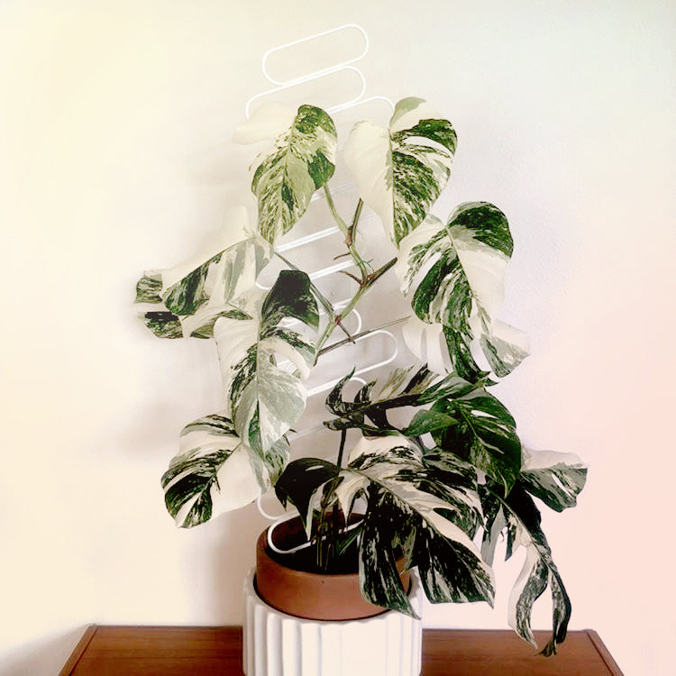 Floating Baguettes - houseplant trellis